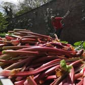 Rhubarb grown at Nostell has been turned into rhubarb and custard ice cream for Yorkshire Day.