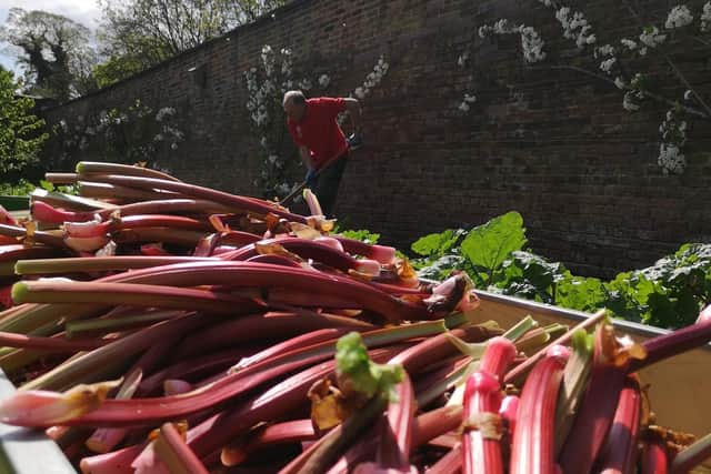 Rhubarb grown at Nostell has been turned into rhubarb and custard ice cream for Yorkshire Day.