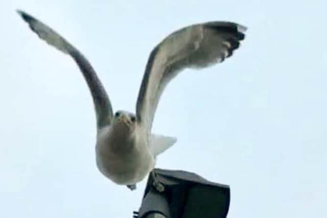Ryan captured the seagull on FaceTime