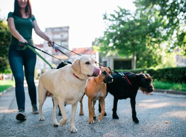 Dog owners should be licensed, says GP Taylors. Picture: AdobeStock.