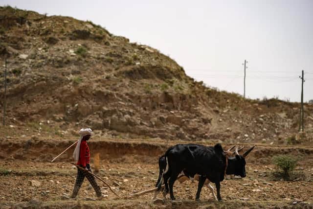 A farmer plows land near Geha subcity on June 16, 2021 in Mekele, Ethiopia. Drought conditions, months of armed conflict and the destruction of crops due to the locust infestation in 2020 have led to increased food insecurity and overall hardship in the region. Picture: Jemal Countess/Getty Images.