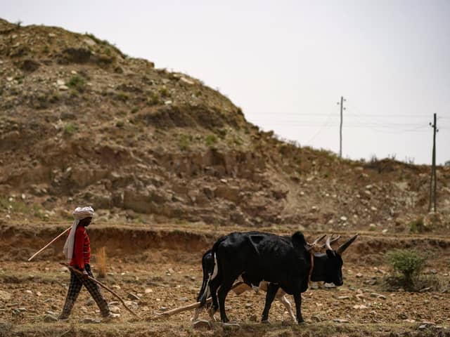 A farmer plows land near Geha subcity on June 16, 2021 in Mekele, Ethiopia. Drought conditions, months of armed conflict and the destruction of crops due to the locust infestation in 2020 have led to increased food insecurity and overall hardship in the region. Picture: Jemal Countess/Getty Images.