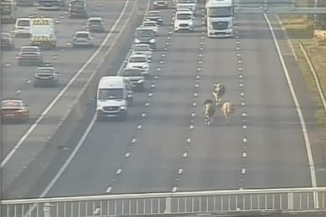 The cows on the M1