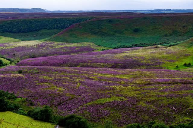 Walkers slowing making their way along the country path alongside the blooming purple heather in The Hole of Horcum, one of the most spectacular features in the North Yorkshire Moors National Park Picture: James Hardisty