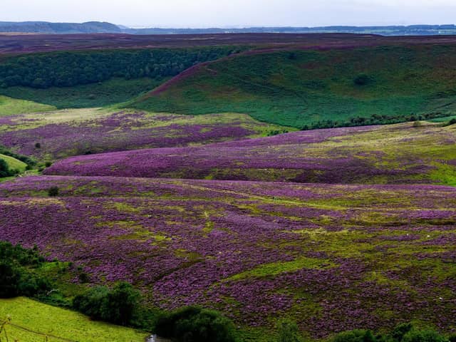 Walkers slowing making their way along the country path alongside the blooming purple heather in The Hole of Horcum, one of the most spectacular features in the North Yorkshire Moors National Park Picture: James Hardisty