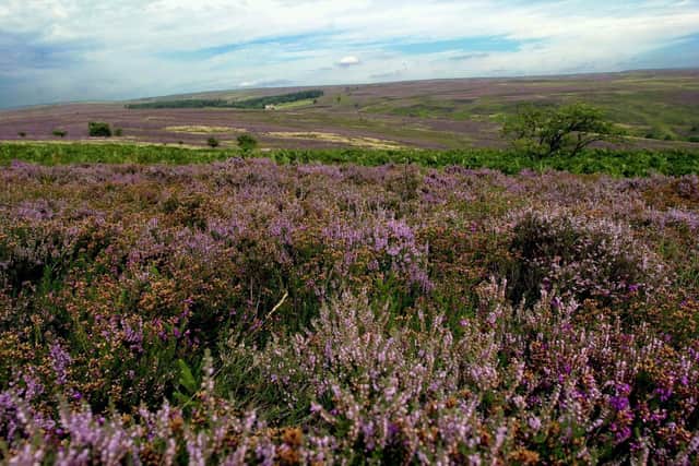 Purple moorland heather in the North York Moors National Park. Picture: Gary Longbottom.