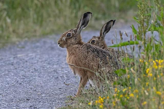 Brown hares are a declining species but are targeted by poachers and dogs for sport. New laws via the Police Crime Sentencing and Courts Act hope to tackle the issue.