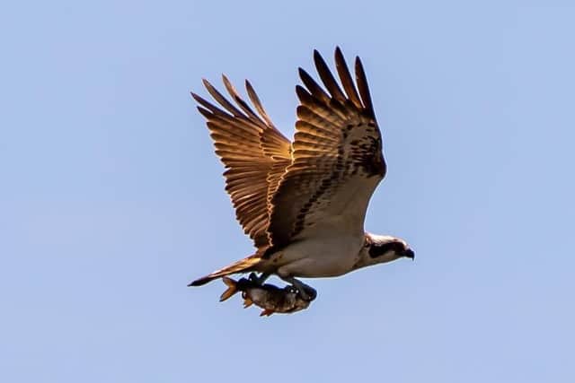 An osprey hunting at Bolton Castle Estate. Image: Mike Thornley