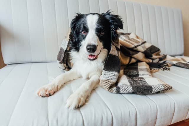 Dogs are usually best recovering in the loving environment that is their home, especially when the owner is anxious and worried says TV vet Julian Norton.