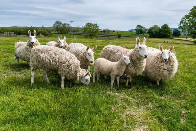 Livestock theft cost UK farmers an estimated £2.4m in 2021 and rustling remains one of the costliest thefts to farming. The lifting of Covid restrictions means there is every possibility that it will rise again especially as food prices have soared making food sales on the black market more lucrative.