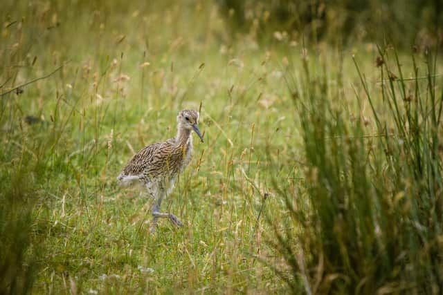 A curlew chick, whose progress volunteers have followed. Image: Barry Carter (www.bazcarterphotos.com)