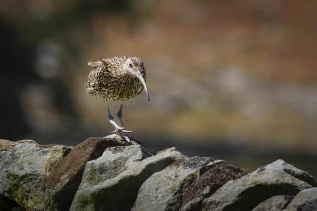 Curlew walking the wall. Image: Barry Carter (www.bazcarterphotos.com)