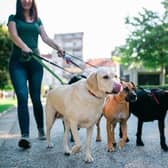 Dogs out on a walk. Picture: AdobeStock.