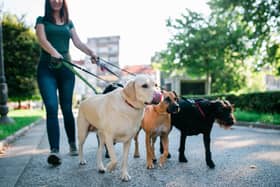 Dogs out on a walk. Picture: AdobeStock.