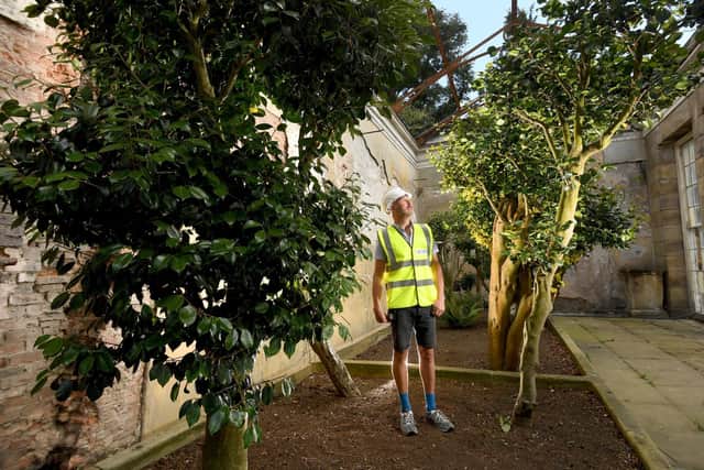 The Camellia House, at Wentworth Woodhouse, is going to be renovated. Head Gardener Scott Jamieson is pictured. image: Simon Hulme