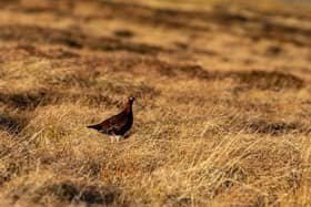 A grouse in the moors.