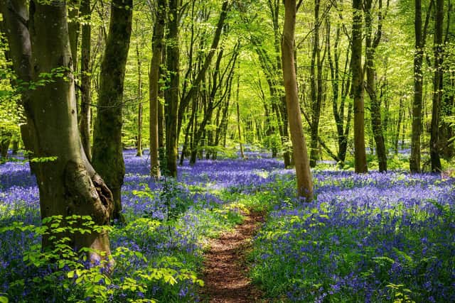 The £44m investment will create larger, well-designed and more diverse woodlands which will be more resilient to climate change, as well as natural hazards such as wildfires and storms.