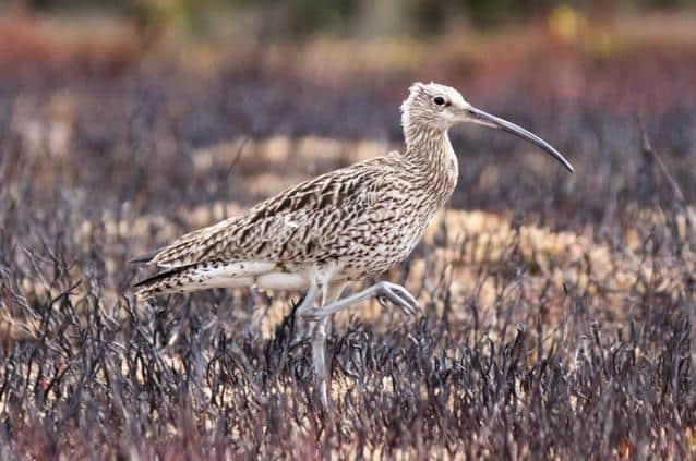 Curlews are one of the most endangered types of bird in Britain but thrive on managed moorlands.