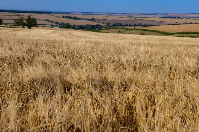 Barley growing in fields on the Yorkshire Wolds. Picture Tony Johnson