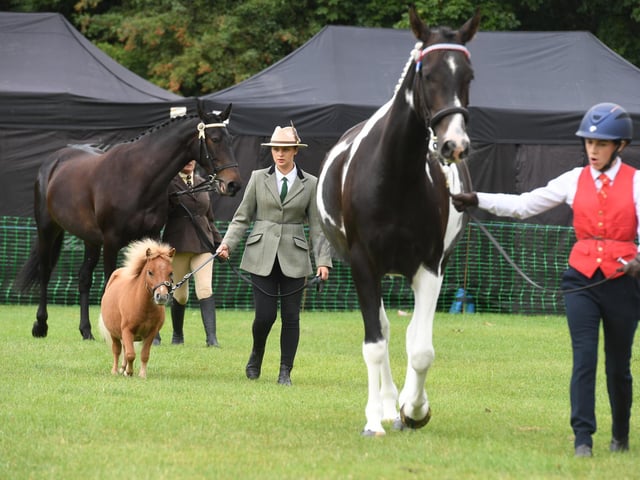 The Horse and Pony Show