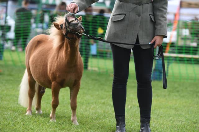 Lots of cute ponies were on show