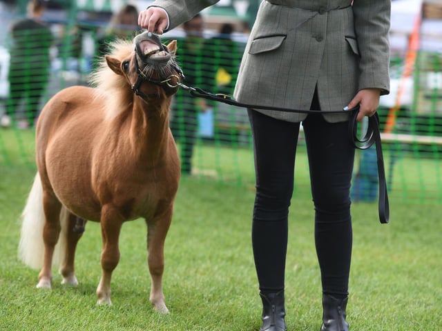 Lots of cute ponies were on show