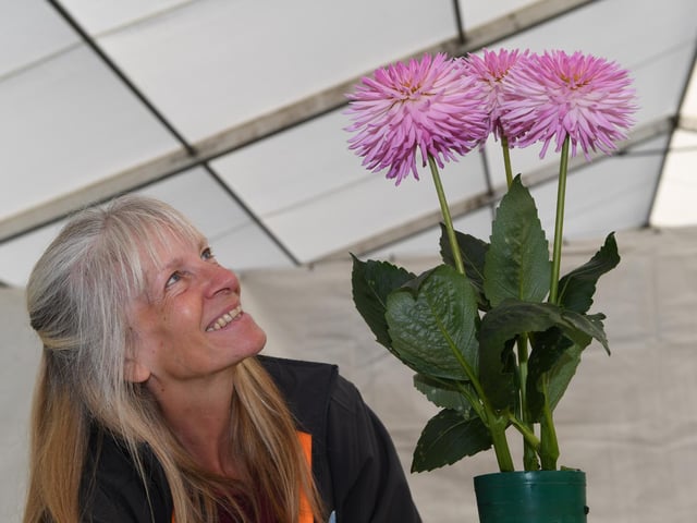 Nicki Dixon views some Dahlias on show