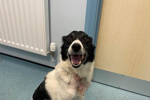 Lucy the collie, fully recovered