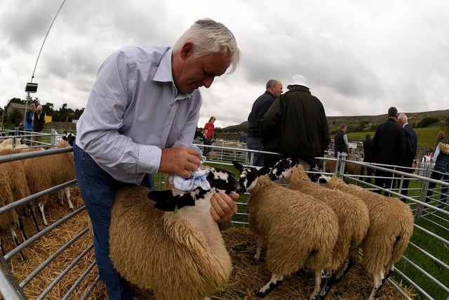 A man prepares his sheep at Reeth Show