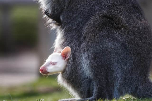 A rare, albino lockdown baby wallaby peers out of its mother's pouch at Yorkshire Wildlife Park
