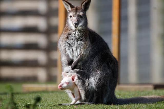 The rare, albino lockdown baby wallaby was born at Yorkshire Wildlife Park during lockdown