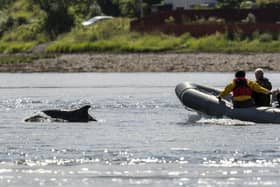 Dolphins face an increasing risk of disturbance from people taking to the sea on boats, jet skis, paddleboards and kayaks as lockdown eases, campaigners have warned.