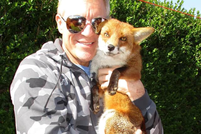 Les still sees Ben on weekends now he has grown up and gone back to the sanctuary to live with a female fox (Pic: SWNS)