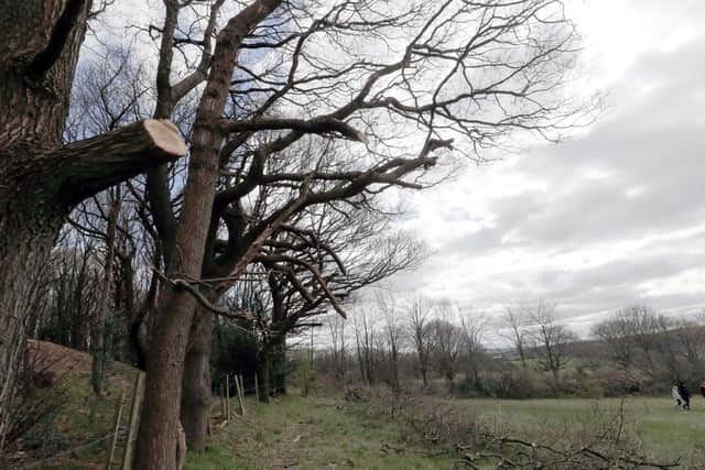 Tree trimming in Huddersfield has affected ancient oaks protected by preservation orders.