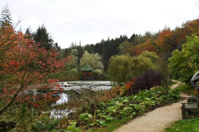 Ripon's Himalayan Garden. Do you have a space which could look like this?