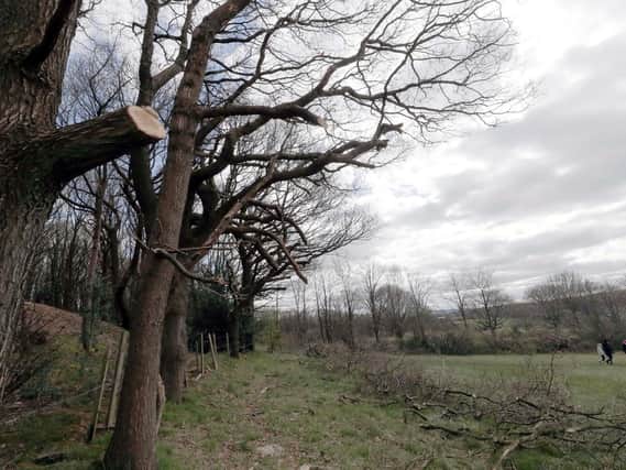 Scores of trees off Hermitage Park in Lepton, have been cut back without the knowledge or the permission of the landowner