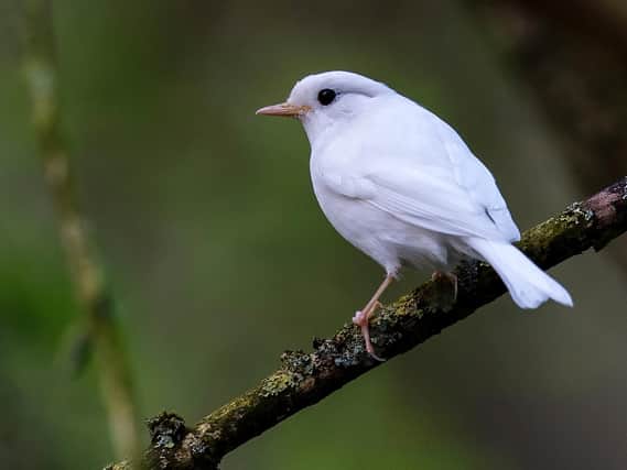 The robin has an incredibly rare form of albinism.