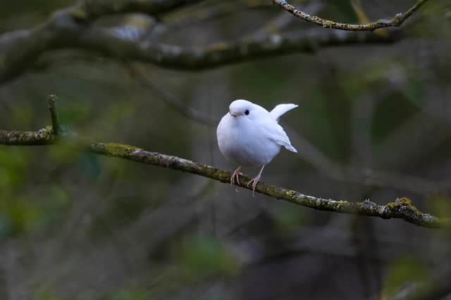The unique bird was spotted in North Yorkshire.
