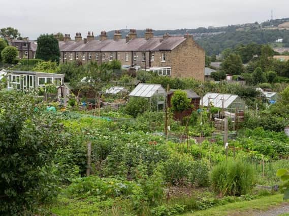 Skircoat Green Allotments, Halifax. Former Grimsby MP Austin Mitchell says that there are fewer allotments than in the past.