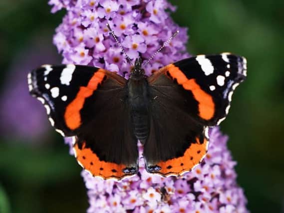 A red admiral butterfly sits on colourful flowers on a warm summer day in Whitley Bay. Picture: Owen Humpreys/PA.