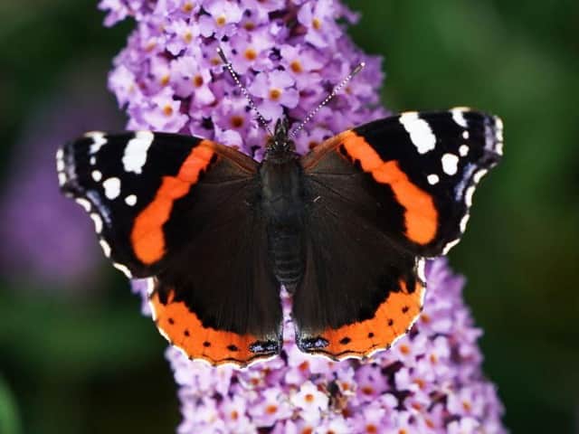 A red admiral butterfly sits on colourful flowers on a warm summer day in Whitley Bay. Picture: Owen Humpreys/PA.