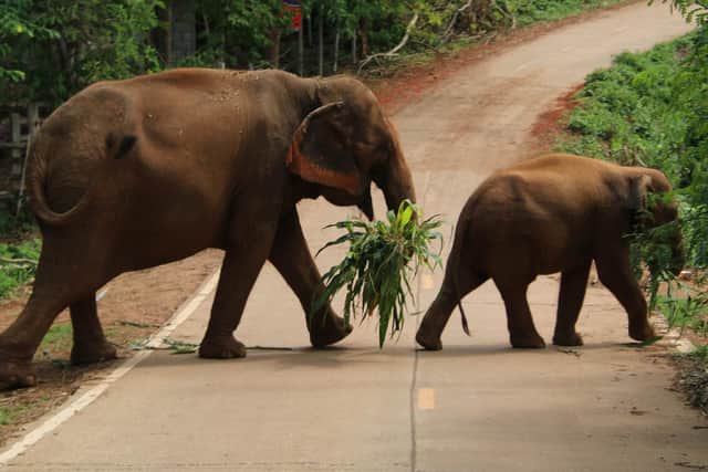 Elephants eat around 100kgs a day Picture: The Tuk Tuk Club