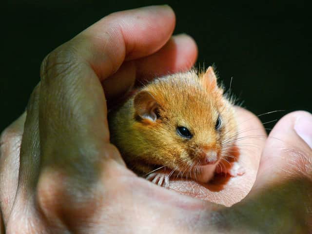 Records show that dormice were found in Wensleydale in 1885, but became locally extinct.