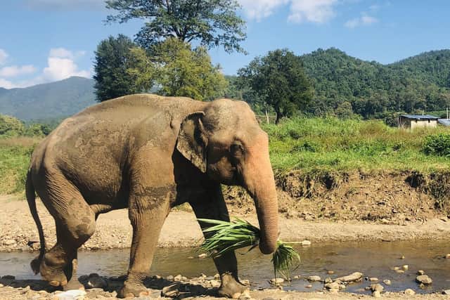 Bruce is hopeing to raise £16,000 to keep eight elephants for three months Picture :The Tul Tuk Club