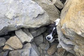 The Jack Russell which was found trapped under rocks for three days near Skinningrove in North Yorkshire