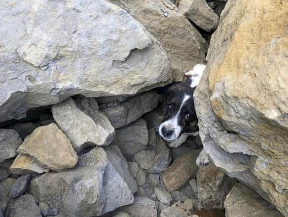 The Jack Russell which was found trapped under rocks for three days near Skinningrove in North Yorkshire