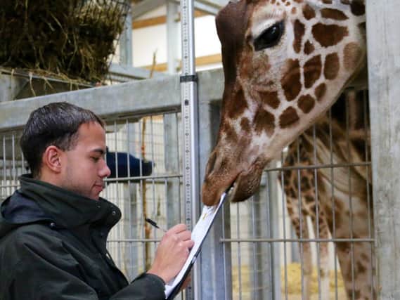 Behansin deciding to tuck in at the annual animal audit at Yorkshire Wildlife Park in 2015