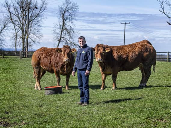 Clive Rowland with his pedigree Limousin cattle