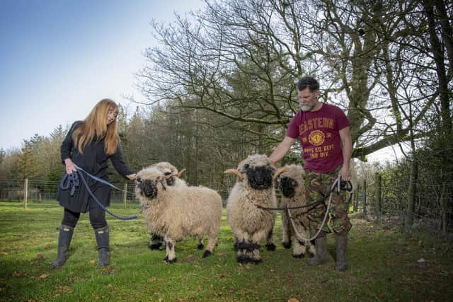 Tranmire Sheep Sanctuary is at risk of permanent closure