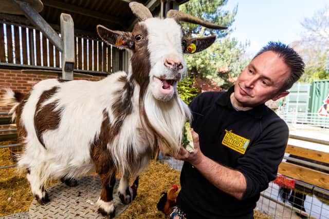 Head Keeper Steve Dickie, at Tropical Butterfly House Wildlife And Falconry Centre, at Woodsetts Road, North Anston, Sheffield, feeding Pepper an Afrian Pygmy Goat.